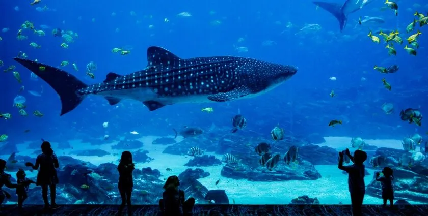 Australia New Zealand