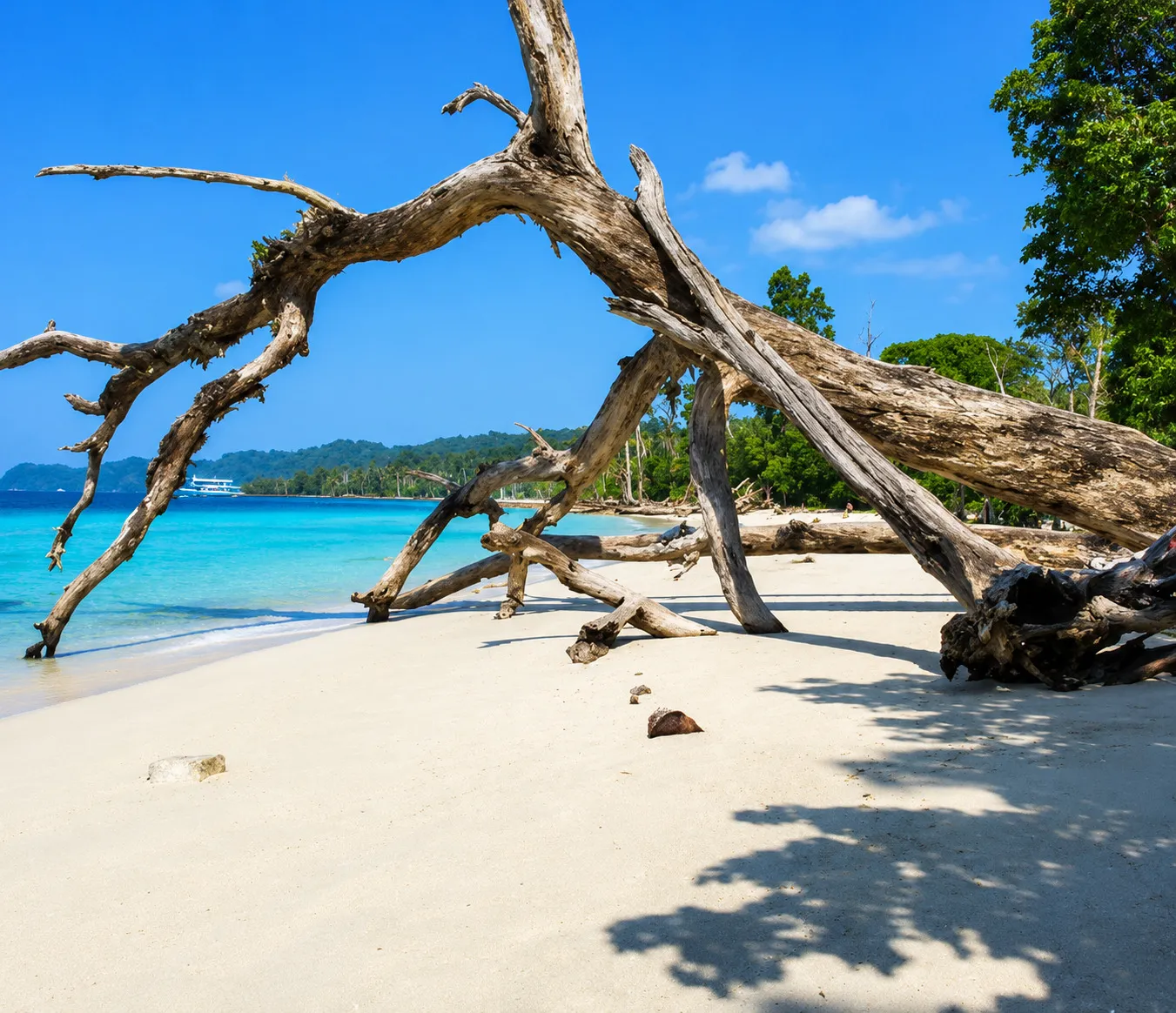 Amusing Elephant Beach