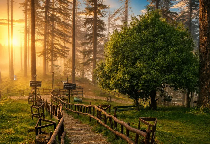 Dhanaulti – Serene Deodar Forest Retreat