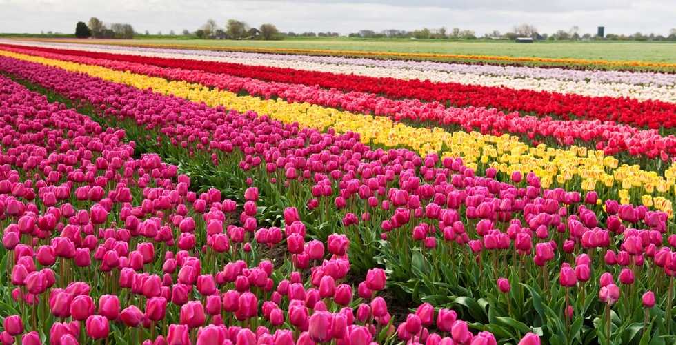 Europe-Beautiful Tulip Gardens