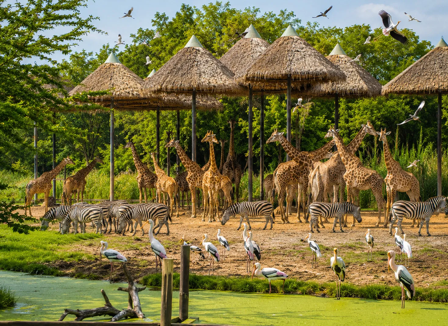 Safari World