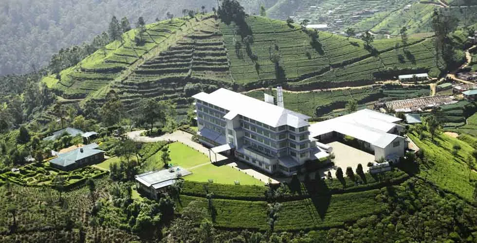 Tea Factory 