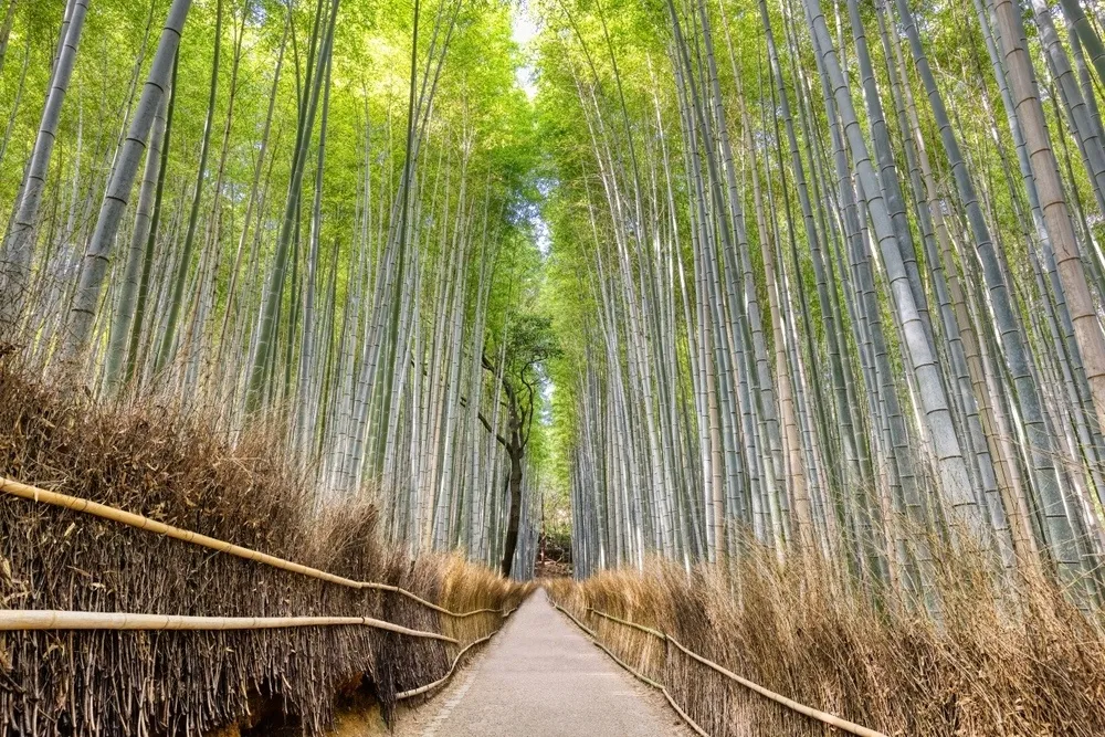 Arashiyama Bamboo Forest