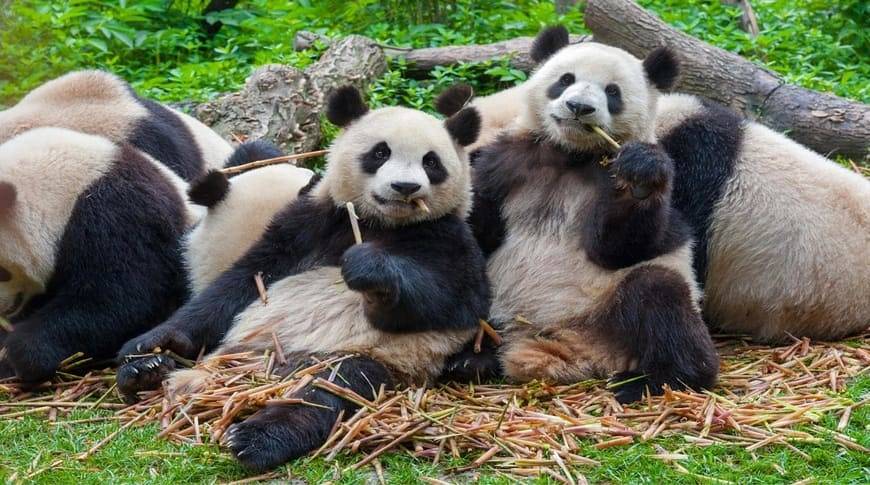Giant Panda Breeding Center