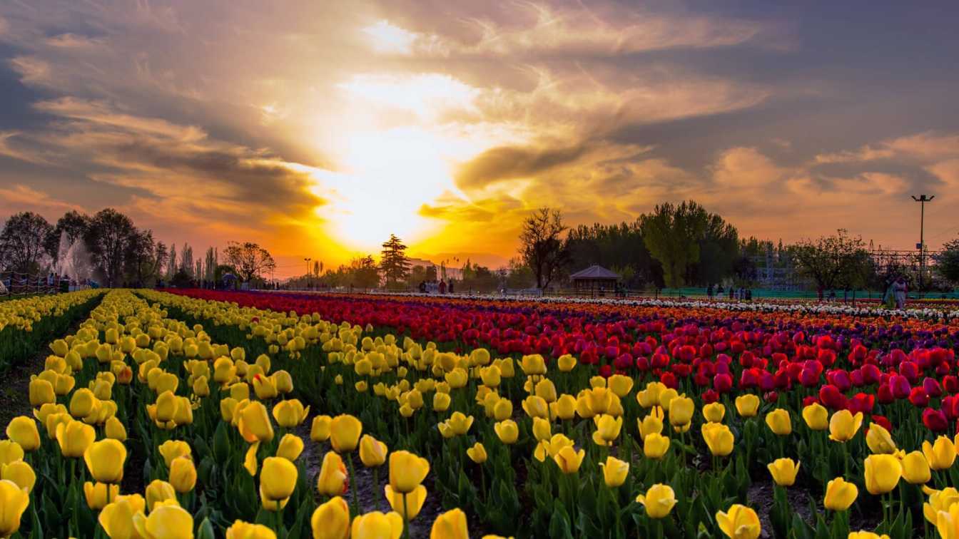  Breathtaking Tulip Garden 