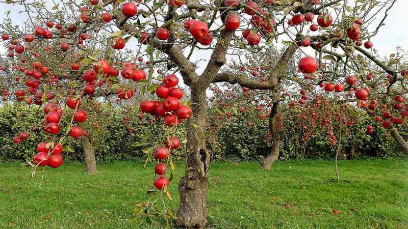 Amazing apple orchards