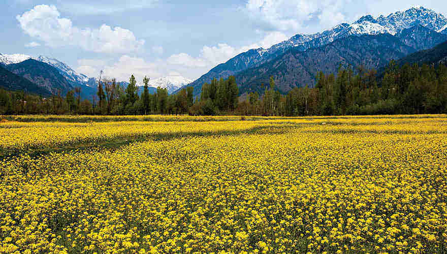 Famous Gulmarg