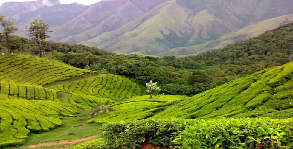 Fragrant tea gardens