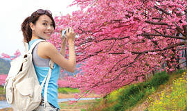 JAPAN WITH CHERRY BLOSSOM - Women's Special