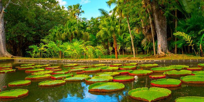 The Royal Botanical Garden
