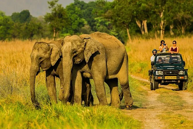 Jim corbbet jeep safari ride 