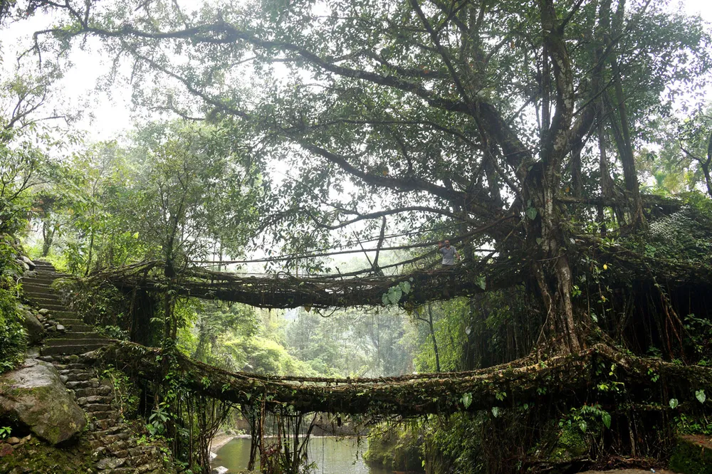 Double Decker Living Root Bridge
