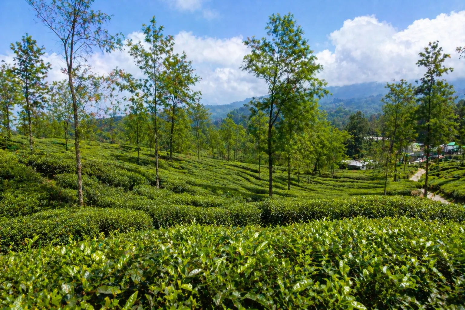 Tea Garden