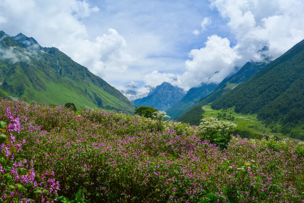  Valley of flowers