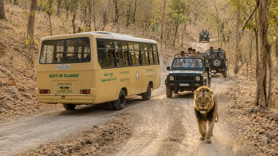 Devaliya Park Bus Safari