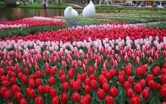 Beautiful Tulip Garden