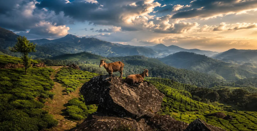 Eravikulam (Rajamalai) National Park