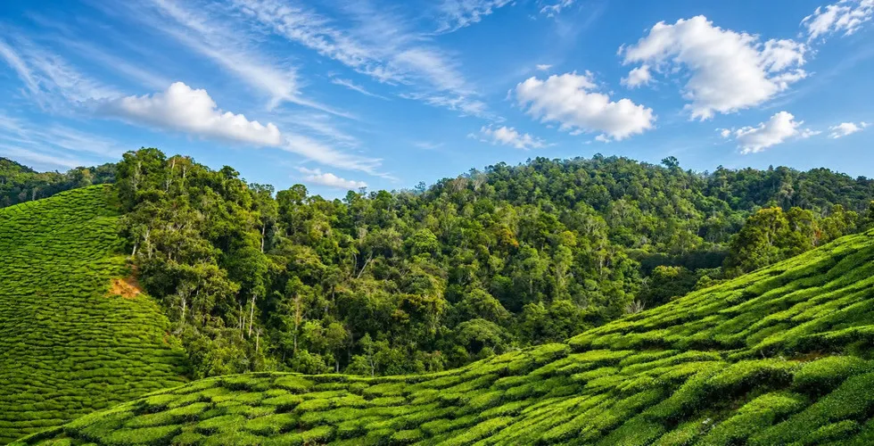 Misty coffee plantation