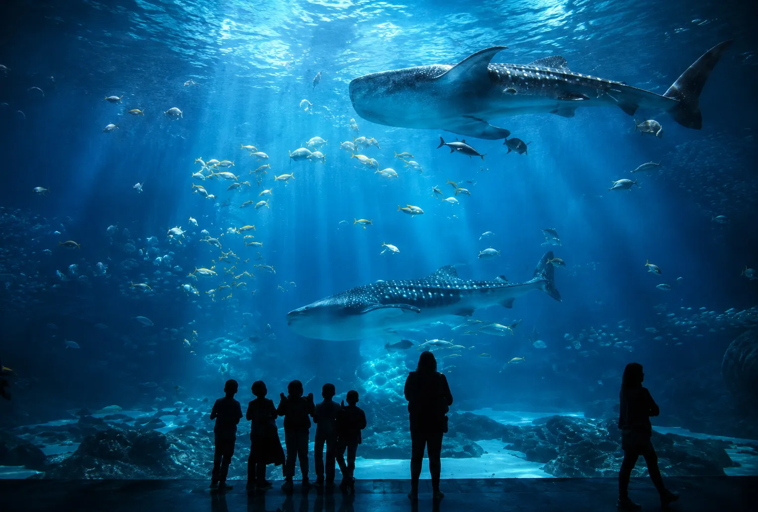 Georgia Aquarium