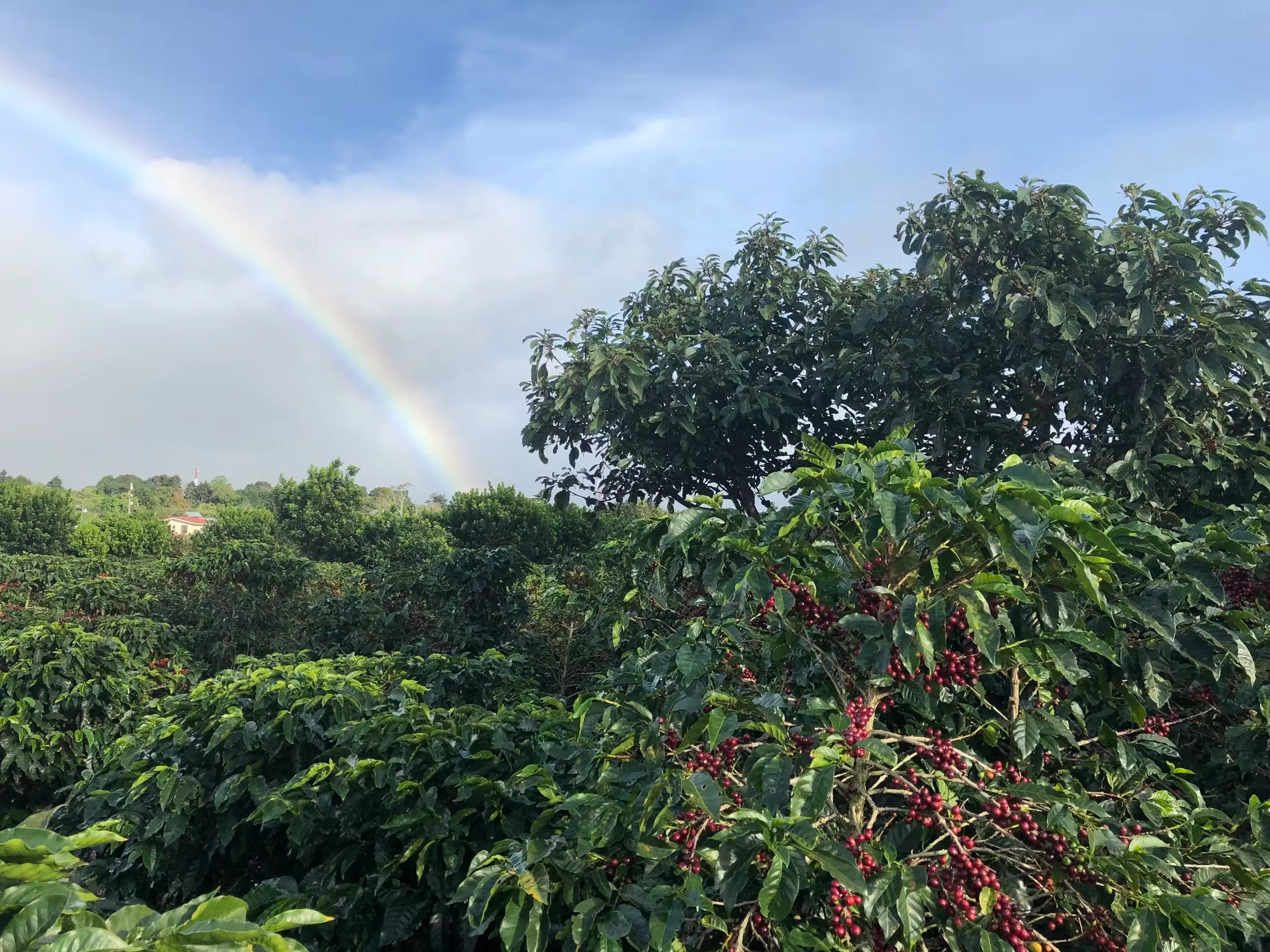 Costa Rican coffee plantation
