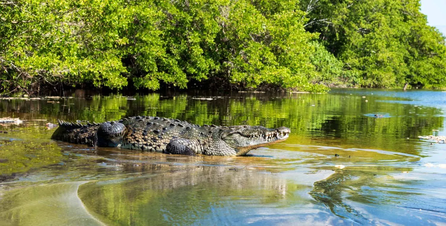 Tarcoles River Crocodile sightseeing 
