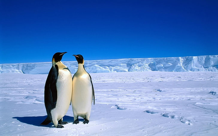 Penguins of Antarctica