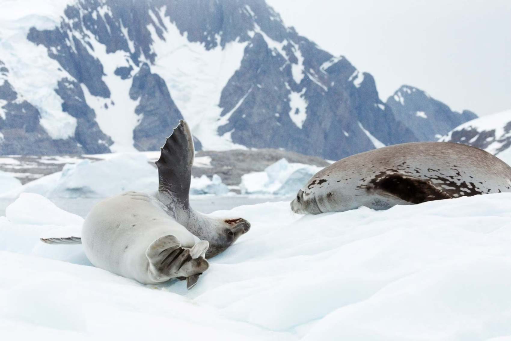 Seals of Antarctica