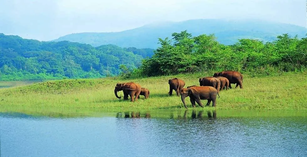 Adventurous Periyar Wildlife Sanctuary 