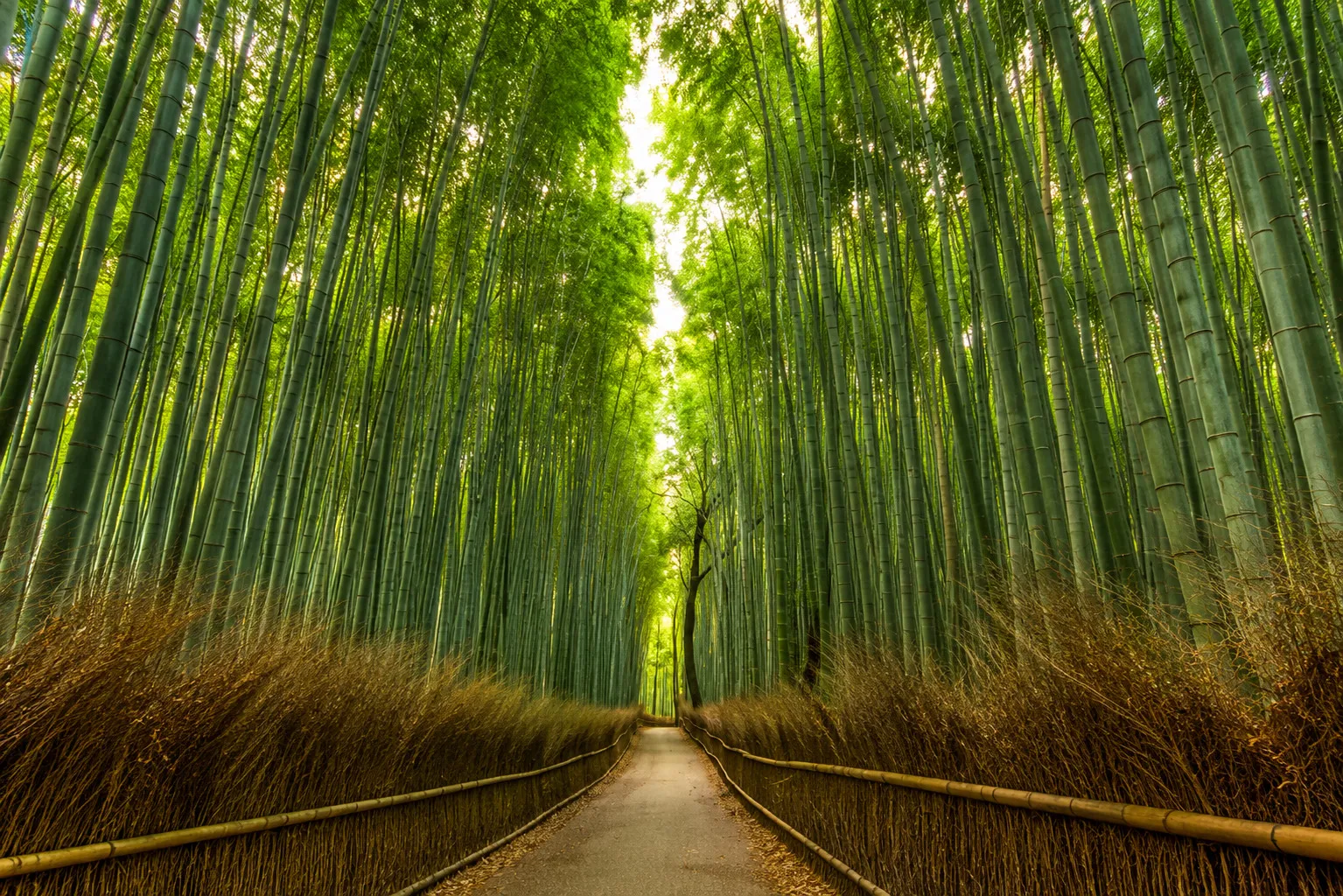  Arashiyama Bamboo Grove 